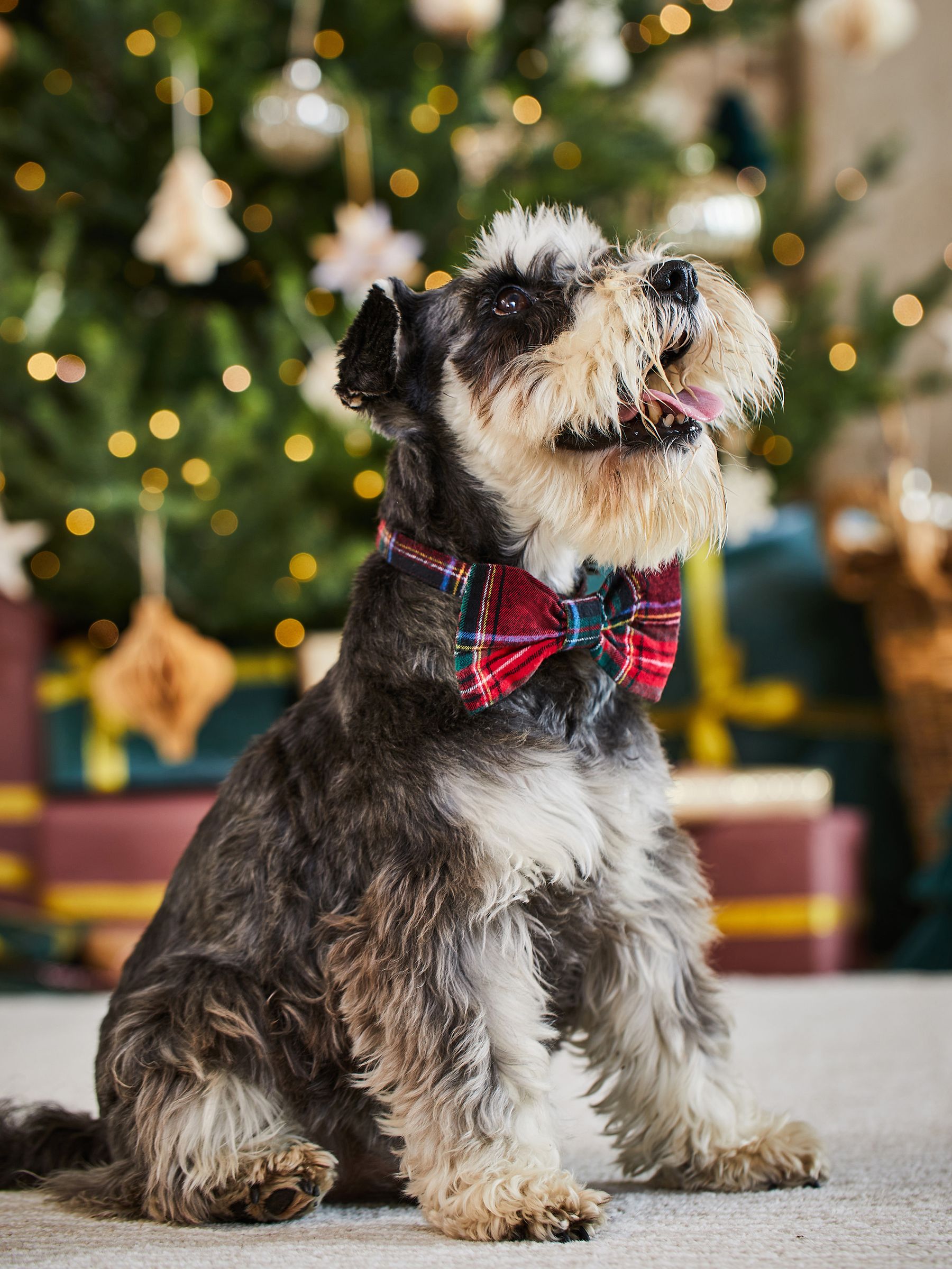 Red Tartan Dog Bow Tie