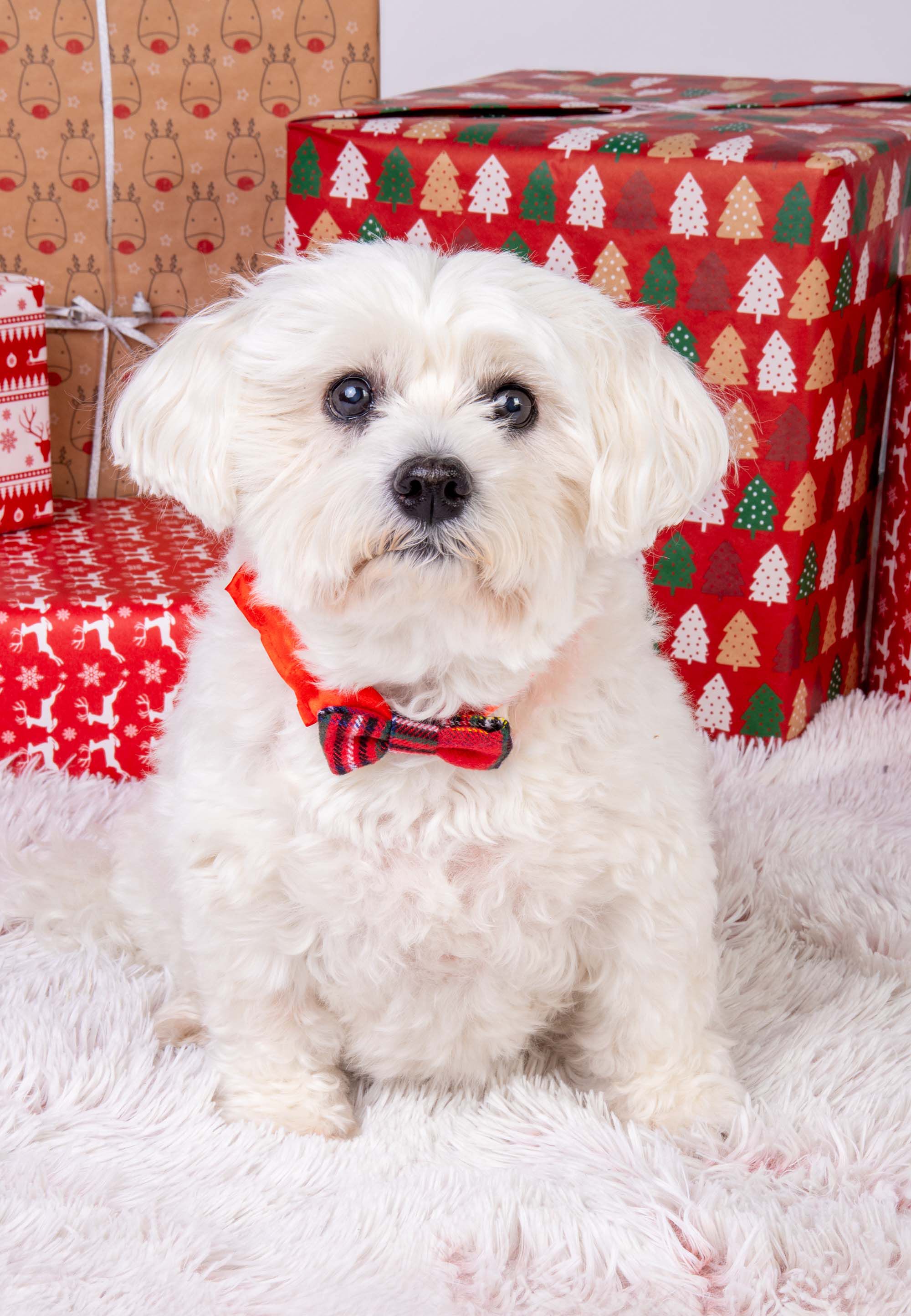 Dogs Red Tartan Christmas Bow Tie