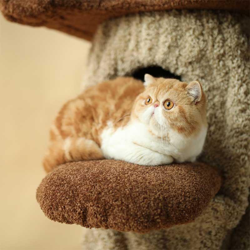 Luxury Cat Condo 2 Color Climbing Frame Tree